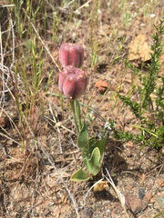 Fritillaria purdyi