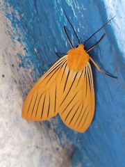 Pseudischnocampa nervosa