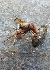 Lamprogaster flavipennis