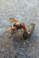 Lamprogaster flavipennis