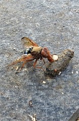 Lamprogaster flavipennis