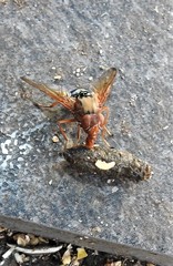 Lamprogaster flavipennis