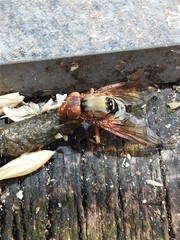 Lamprogaster flavipennis