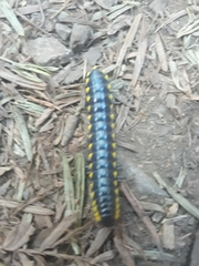 Harpaphe haydeniana scotia