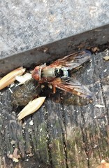 Lamprogaster flavipennis