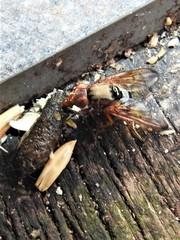 Lamprogaster flavipennis