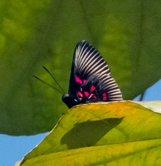 Lyropteryx apollonia