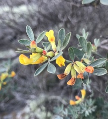 Acmispon dendroideus traskiae