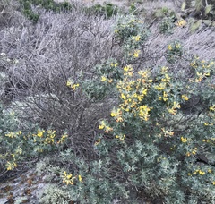 Acmispon dendroideus traskiae