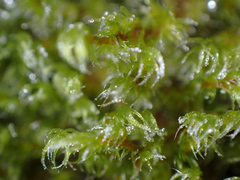 Racomitrium lawtonae