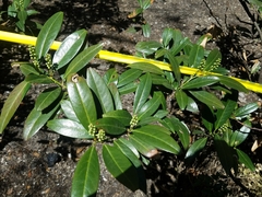 Prunus laurocerasus