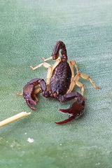 Euscorpius flavicaudis