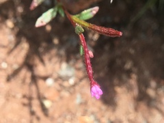 Epilobium minutum