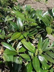 Prunus laurocerasus