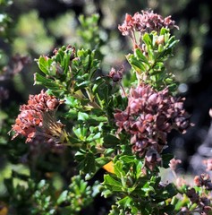 Pomaderris obcordata
