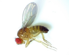 Drosophila simulans