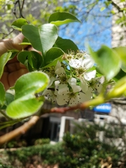 Pyrus calleryana