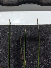 Eleocharis macrostachya