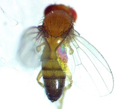 Drosophila simulans