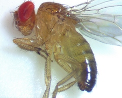 Drosophila simulans