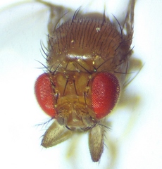 Drosophila simulans