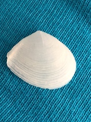 Serratina aequistriata