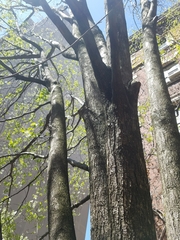 Pyrus calleryana