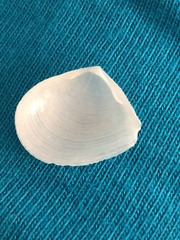 Serratina aequistriata