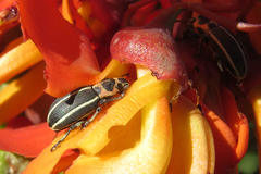 Eudiagogus episcopalis