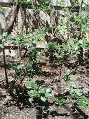 Ilex opaca
