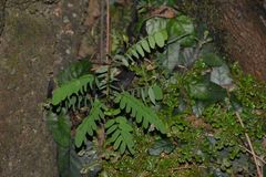Adenanthera pavonina