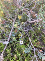 Mitrasacme pilosa stuartii