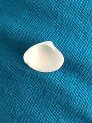 Transennella conradina