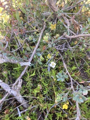 Mitrasacme pilosa stuartii