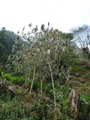 Leucosceptrum canum
