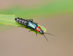 Carphurus cyanopterus