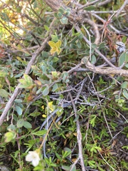 Mitrasacme pilosa stuartii