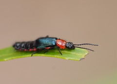 Carphurus cyanopterus