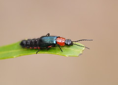 Carphurus cyanopterus