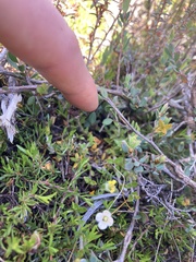 Mitrasacme pilosa stuartii