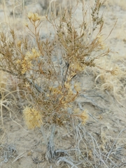 Chrysothamnus greenei