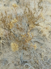 Chrysothamnus greenei