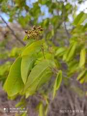 Peltogyne pauciflora