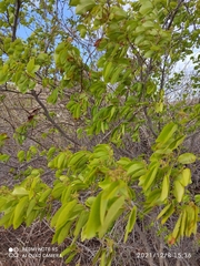 Peltogyne pauciflora