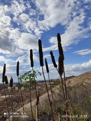 Encholirium spectabile