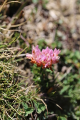 Trifolium fragiferum