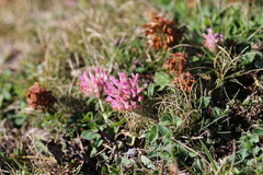 Trifolium fragiferum
