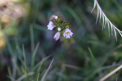 Euphrasia minima