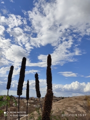 Encholirium spectabile