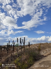 Encholirium spectabile